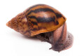 Achatina achatina achatina Ghana typ 1c semiadult 8cm